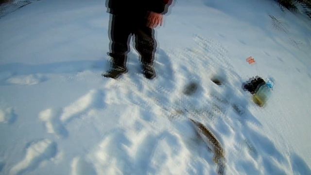 Рыбалка, Ловим на Жерлицы + Покатушки на Мотобуксировщике Рекс 500 смотреть онлайн