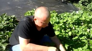 Личный опыт выращивания земляники садовой (клубники). Почему желтеют листья?