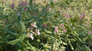 Недотрога бальзаминовая. Очаровательный, уникальный цветок!