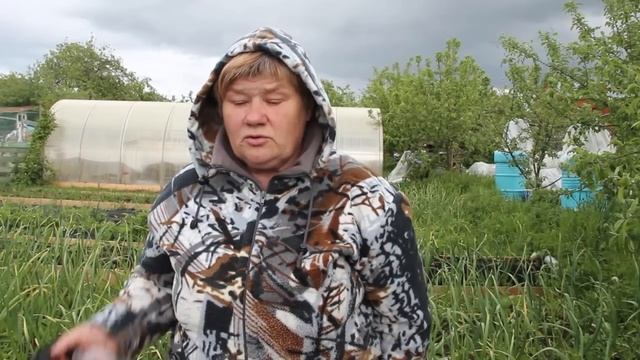 Прополка Моркови Керосином. Керосин от Сорняков и Вредителей. (03.06.17) смотреть онлайн