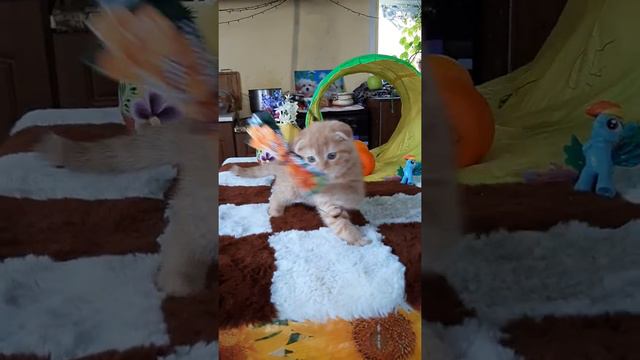 вислоухие котята Краснодар рыжий золотой