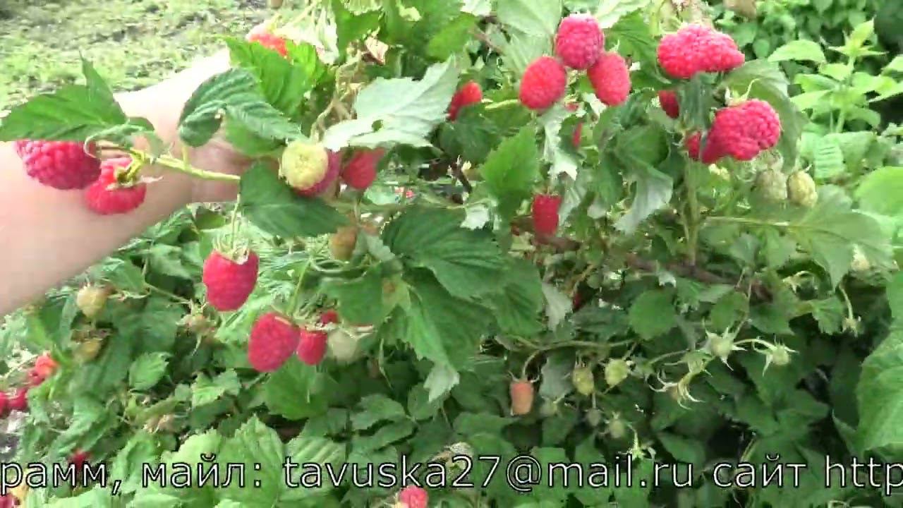 МАРАСЕЙКА среднеспелый мега уражайный сорт малины