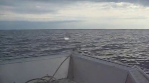 вельбот 47 + болотный мотор АЛШ