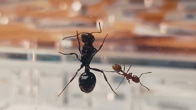 6 ЖИЗНЕННЫХ ЛАЙФХАКОВ смотреть онлайн