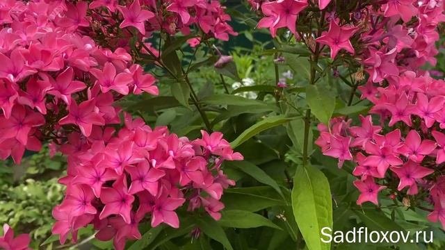 Флокс Карамель Клубничная, селекции Е.А. Константиновой