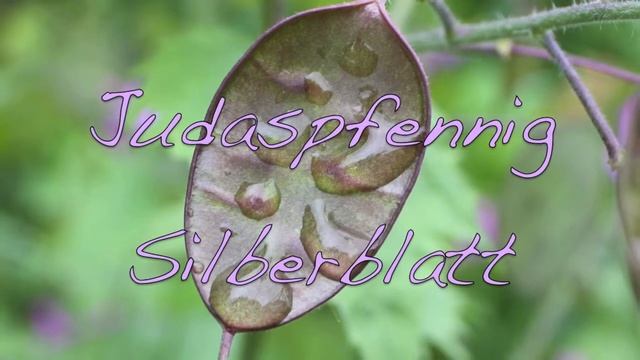 Honesty - Lunaria annua - Silberblatt - Mondviole смотреть онлайн