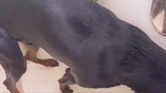 Доберман купается!Как искупать большую собаку в ванной. смотреть онлайн
