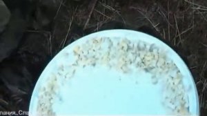 Разведение подсадных уток от яйца до голосистой красавицы.