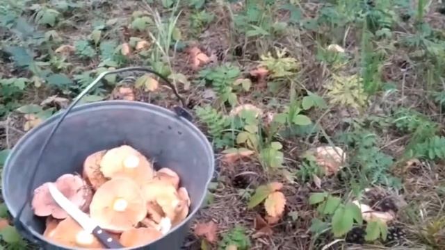 Грибы ? август 2020 смотреть онлайн