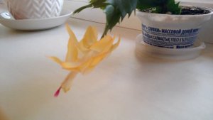 Декабрист. Шлюмбергера. Как ухаживать, чтобы быстро зацвел