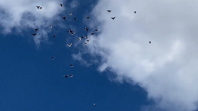 Голуби Викторовича 25.09.2022 Ростовская область орловский район