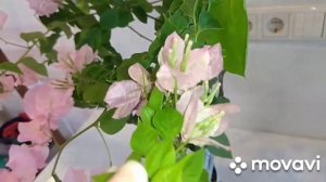 Бугенвиллея в апреле.Обзор разных сортов.
