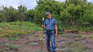 Дыни без копания , Плоскорез коса работает