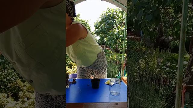 Черенкование декоративно лиственных кустарников.#черенкование #tagetes смотреть онлайн