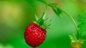 Николай Носков - Фенечка