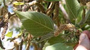 Broussonetia papyrifera