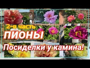 Посиделки у камина. Поговорим об ИТО-гибридах. Часть 2 / Сад Ворошиловой