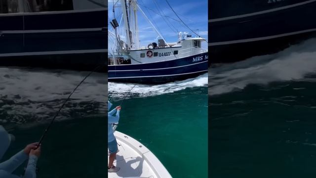 Giant fish VS giant boat! ?