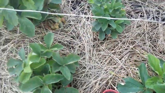 Земляника сорт Фестивальная. 6 июля 2018 года. Кемерово. смотреть онлайн