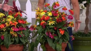 Cottage Farms Perpetuals Rainbow Coneflowers 5-pc Set on QVC