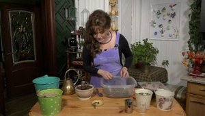 ЛЕДЕБУРИЯ СЦИЛЛА ФИОЛЕТОВАЯ