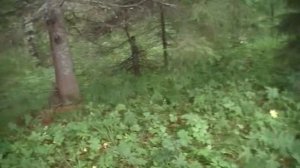 Мужик нашёл только два гриба: маслёнок и синявку