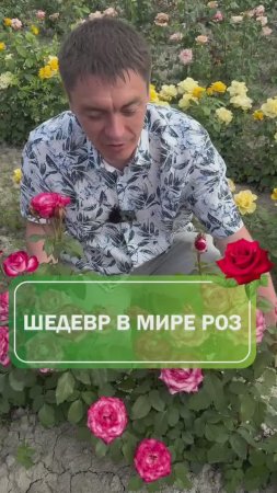 Идеальная Роза для участка 😍 Название красавцы - Антик #роза #питомникрастений #саженцы #дача