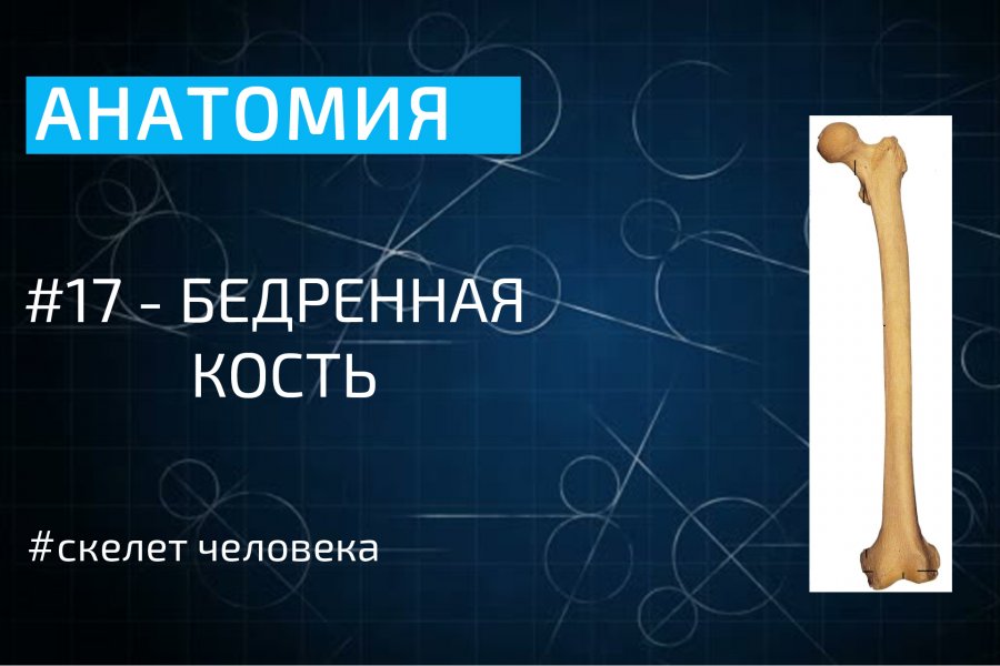 Учи анатом. Лучевая и локтевая кость. Музей человеческая бедренная кость 1.5 метра.