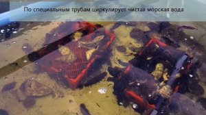 Бизнес идея   выращивание устриц