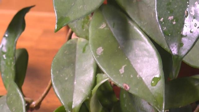 Раньше Моя ХОЙЯ Тоже НЕ ЦВЕЛА. Мои цветы. Мой опыт. смотреть онлайн