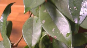 Раньше Моя ХОЙЯ Тоже НЕ ЦВЕЛА. Мои цветы. Мой опыт.