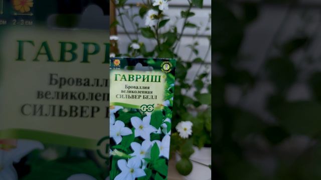 Бровалия великолепная - Сильвер Белл.💐