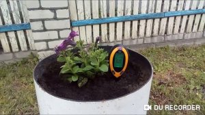 Меряю кислотность почвы петуний.