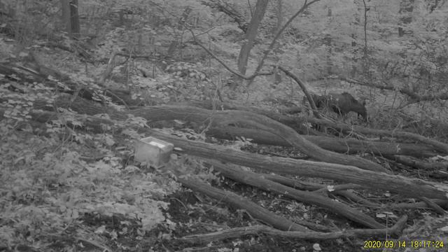 Подрастающее поколение🦌 смотреть онлайн