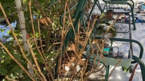 Гортензии фиолетовые и синие.ВНИМАНИЕ Эксперимент пока не повторять??Наблюдаем!