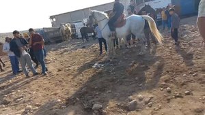 Асп Бозори Душанбе Ленинский район Аспхои Бузи Ва Оча Бача Навор Кардем арзони