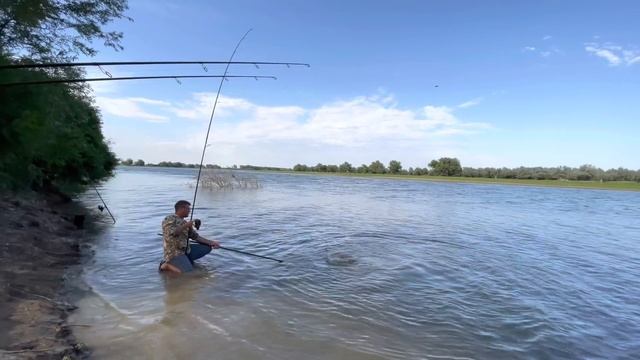 Ловля диких сазанов в старом русле реки Волга. Две огромных рыбины.Часть вторая. смотреть онлайн