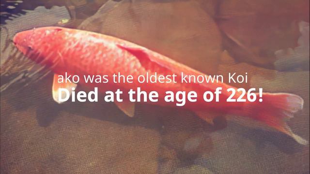 Top 10 Longest Living Animals in the World смотреть онлайн