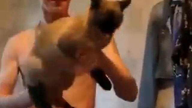 Кот как автомат