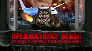 Предвестники беды: откуда у зверей тайное знание? Документальный спецпроект (19.07.19).