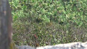 Путешествие в Пуэрто-Рико ч1