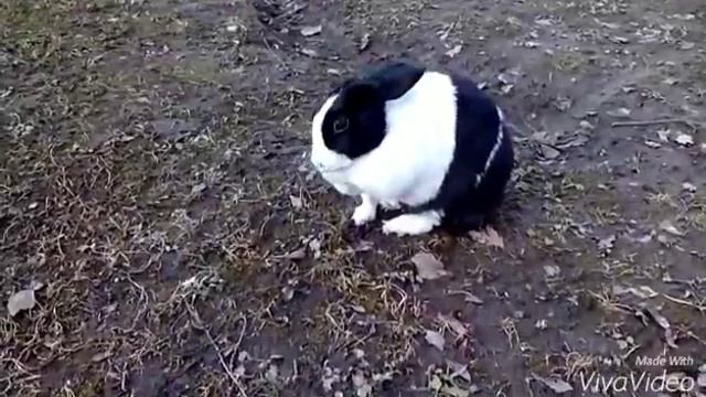 Моё домашнее животное)))) смотреть онлайн