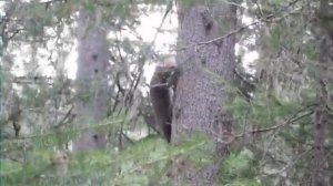 ОХОТА НА СОБОЛЯ КРАСНОЯРСК 2011