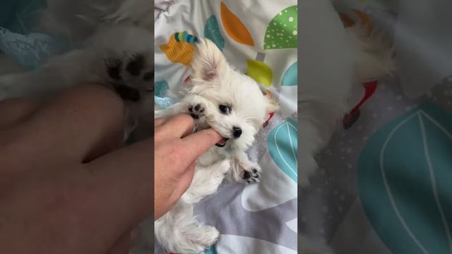 Красивые, породные, щенки мальтезе с документами Ркф мини и стандарт! смотреть онлайн