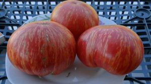 Томат Пышная королева - описание сорта