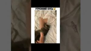 Ваши #ОхужэтиХвостики!