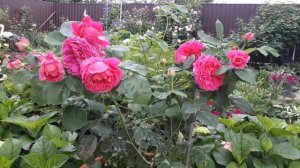 Роза Lagy of Magginch (Леди  Оф Меггинч,)David Austin roses blooming