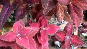 Колеус Stella Red. Стелла Ред.