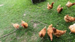 Сколько кур несушек брать на дачу в летний курятник