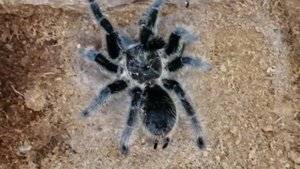 Кормление птицееда Brachypelma  (Tliltocatl) albopilosum L11 аргентинским тараканом Blaptica dubia